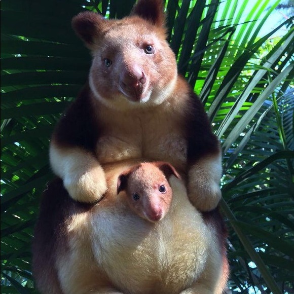 Meet your Posher, Lily - Picture 1 of 1